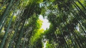 Zones à Faibles Émissions de vigilance : un équilibre entre écologie et réalités sociales ?
